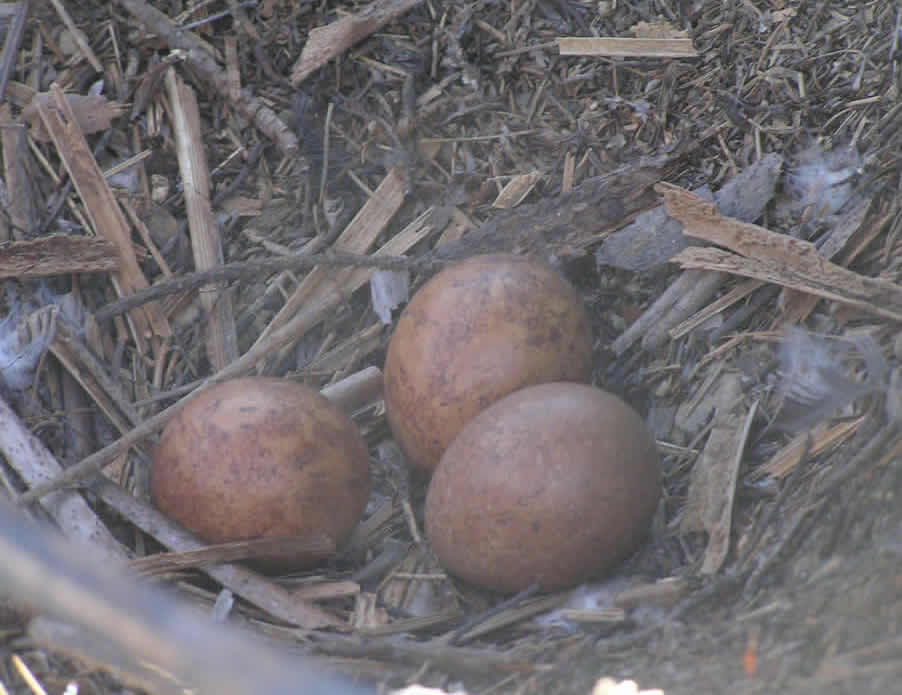 falcon eggs